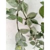 Hoya lacunosa 'Sliver leaf' (velký trs)