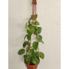 Hoya montana 'long leaf' (VT, závěs 9cm)