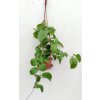 Hoya montana 'long leaf' (VT, závěs 9cm)