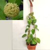 Hoya montana 'long leaf' (závěs)