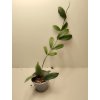 Hoya lobbii (small leaf) (VR)
