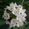 Hoya shepherdii (VR)