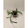Hoya shepherdii (VR)