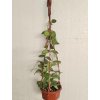 Hoya nummularoides (VT, závěs 9cm)