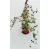 Hoya nummularoides (VT, závěs 9cm)