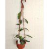 Hoya dasyantha (závěs, 9cm)