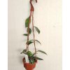 Hoya dasyantha (závěs)
