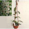 Hoya dasyantha (závěs, 9cm)