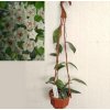 Hoya dasyantha (závěs)