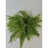 Nephrolepis exalata 'Bostoniensis'