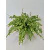 Nephrolepis exalata 'Bostoniensis'