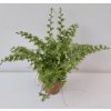 Nephrolepis exaltata 'Lyon Forever' (mini)