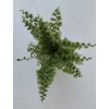 Nephrolepis exaltata 'Lyon Forever' (mini)