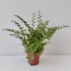 Nephrolepis exaltata 'Lyon Forever' (mini)