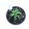Dyckia brevifolia