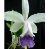 Cattleya intermedia var. coerulea