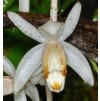 Coelogyne swaniana