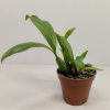 Coelogyne swaniana