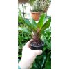 Neoregelia rubrifolia