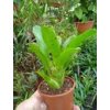 Neoregelia rubrifolia #4