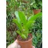Neoregelia rubrifolia #4