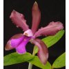 Cattleya bicolor
