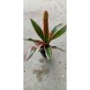 Neoregelia 'Peviento'