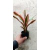 Neoregelia 'Peviento'
