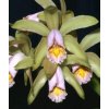 Cattleya forbesii