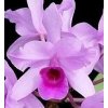 Cattleya deckerii