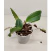 Cattleya trianae