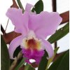 Cattleya trianae
