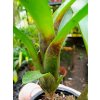 Neoregelia abendrothae typ#2