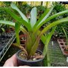 Neoregelia abendrothae typ#2