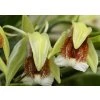 Coelogyne speciosa