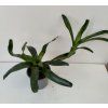 Neoregelia 'Narzis'