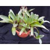 Neoregelia 'Narzis'