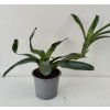Neoregelia 'Narzis'