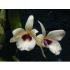 Dendrobium albosanguineum