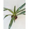 Neoregelia 'Demeter'