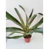 Neoregelia 'Demeter'