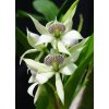 Encyclia fragrans