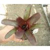 Neoregelia 'Amazon'