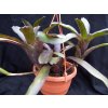 Neoregelia 'Amazon'