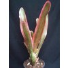 Neoregelia 'Iphigenie'