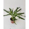 Neoregelia schultesiana
