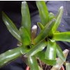 Neoregelia schultesiana