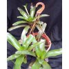 Neoregelia schultesiana