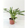 Neoregelia schultesiana