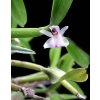 Scaphyglottis  prolifera